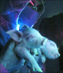 glow-pigs1