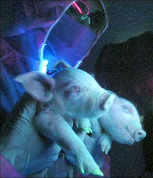 Scientists Create GlowintheDark Pigs Weird But True News