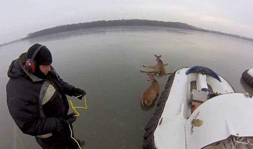 deer-rescue1