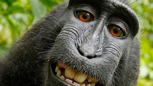 Monkey-Selfie1