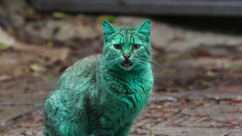 green-cat1