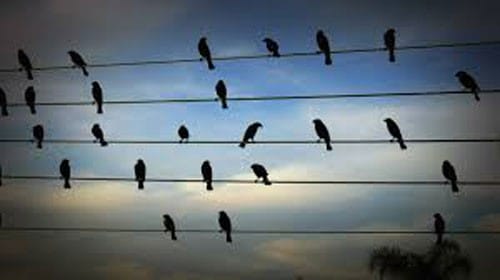 Birds-on-wire