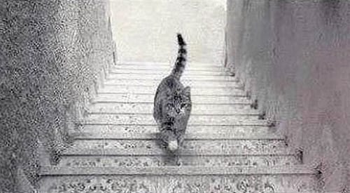 Cat-stairs