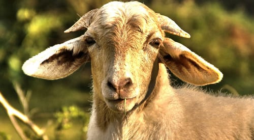 Goat2