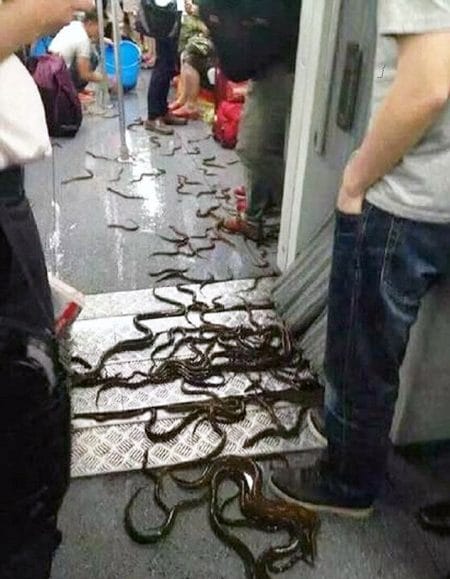 Pic shows: The eels in the Shanghai metro. Dozens of eels surprised commuters in a crowded metro carriage this week after a vendor on his way to the market tipped over a bucket filled with live specimens. There was no panic, but commuters on Shanghais Line 1 metro still did their best to avoid the slippery customers which were on their way to a seafood market in the eastern Chinese metropolis. Although living in water, eels have the ability to breathe out of water in order to cross land and reach new water sources. Eye-witness reports said the live eels were tipped over soon after the train left the station. The eels then began slithering across the entire train carriage, providing yet another unique sight for Shanghai metro commuters. Only a day earlier the metro was in the news over a crossdressing man who looked like he had an eel in his trousers after travelling in skin tight almost see through leggings. He had shocked commuters with the outfit attracting many to make jokes about eels on the underground. The owner of the eels that escaped a day later managed to gather them back into the bucket, apologising as he did so. However he was unable to do anything about the bed smelling water that was left behind after he climbed off the carriage, that had to be wiped away by metro cleaning staff. (ends)