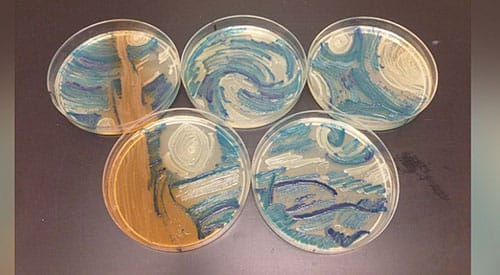 Starry-Night-bacteria
