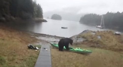 bear-kayak