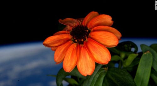 Orange-Zinnia