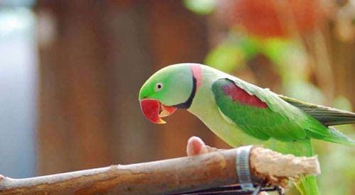Paco-The-parakeet