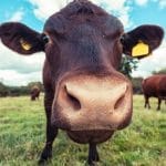 Would You Believe Some People Really Think Chocolate Milk Comes From Brown Cows?