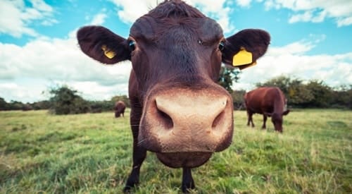 Brown-Cow