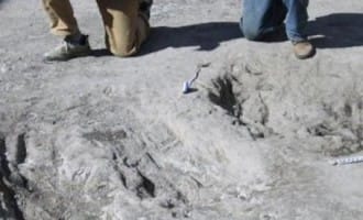 Evidence Of Dinosaur Mating Rituals Discovered In Colorado - Weird But