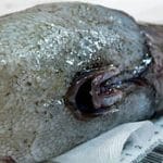 Scientists Have Discovered A Faceless Fish And It Is Nightmarish!