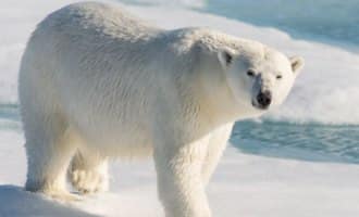 Chinese Zoo Lets Guests Pay To Clean Up Polar Bear Poop - Weird But ...