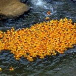 What Happens When We Lose 28,000 Rubber Duckies At Sea?
