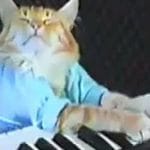 The Curious History Of Beloved Internet Sensation 'Keyboard Cat'